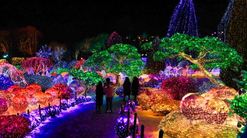 From Seoul: Nami Island + Eobi Valley + Rail Bike + Morning Calm Arboretum Day Tours
