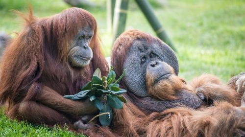 San Diego Zoo & Safari Park: 2-Visit Pass