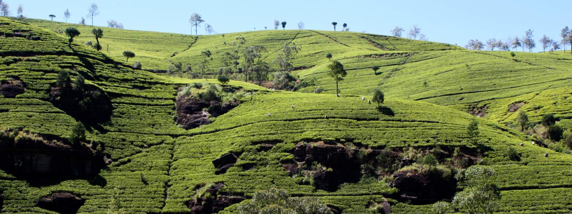 Nuwara Eliya 2 Day Tour from Colombo - HolidaySG