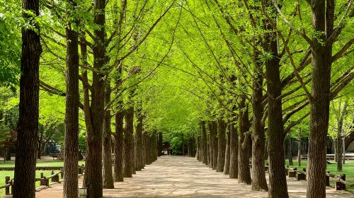Seoul: Nami, Petite France, Italian Village, Railbike Option Day Tours