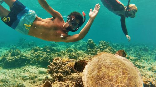 Oahu Circle Island: Snorkel with Turtles & Explore Turtle Beach  Day Tours