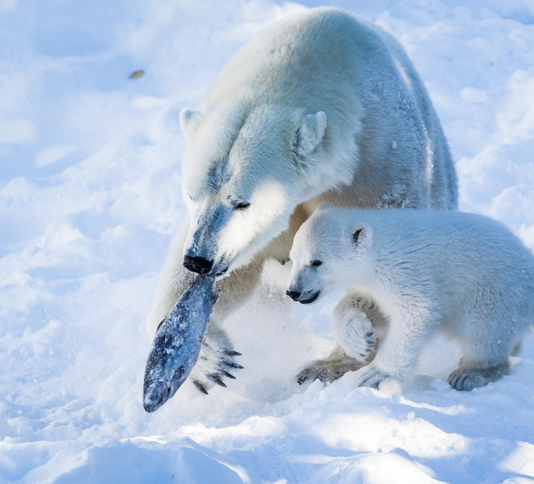 From Rovaniemi: Visit Wildlife Park in Ranua