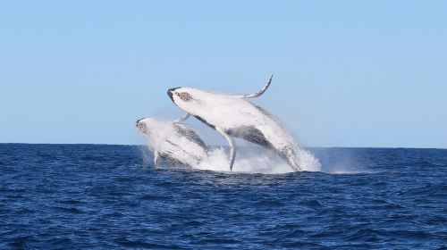 Sydney Whale Watching Cruise Half Day Tour [Close-up Whale Watching/Internet Celebrity Little Black Boat, Little White Boat, Little Gray Boat] Day Tours - HolidaySG