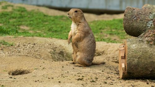 Franklin Park Zoo