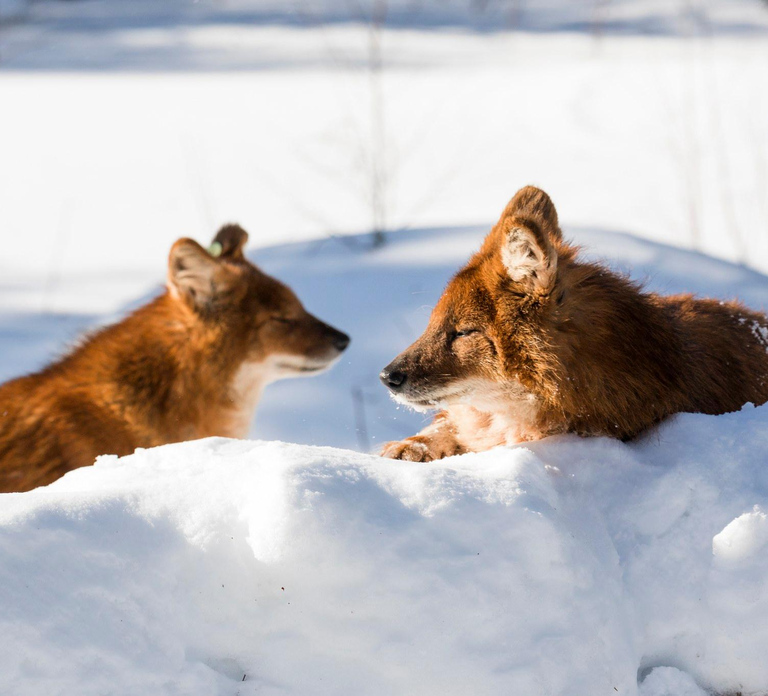 Rovaniemi: Arctic Ranua Zoo Tour
