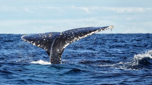 Sydney city whale watching cruise speedboating· Multiple group types available · Please consult customer support location before placing an order Day Tours