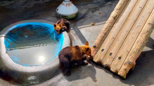 Hokkaido Natural Beauty 1-day Tour: Lake Tōya + Showa-shinzan + Noboribetsu Bear Park