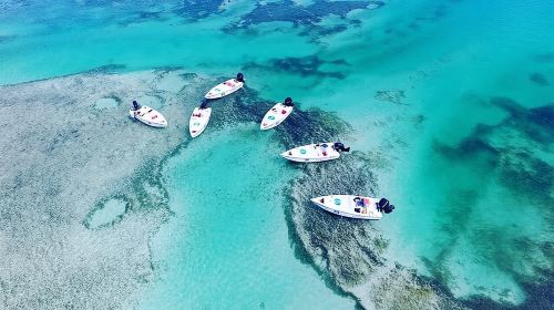 Key West Safari Eco Sandbar Tour Adventure with Snorkeling Day Tours