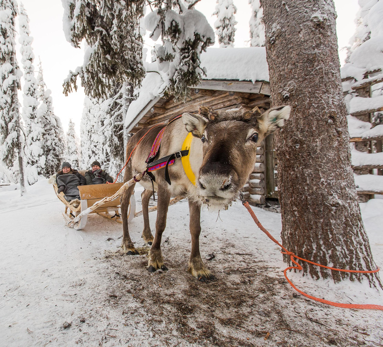 Ruka: Reindeer Ride with Feeding