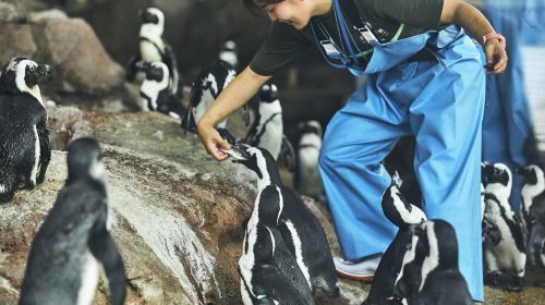 Kyoto Aquarium - HolidaySG