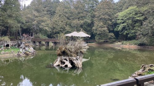 Alishan & Fenchihu Day Tour from Taichung Day Tours - HolidaySG