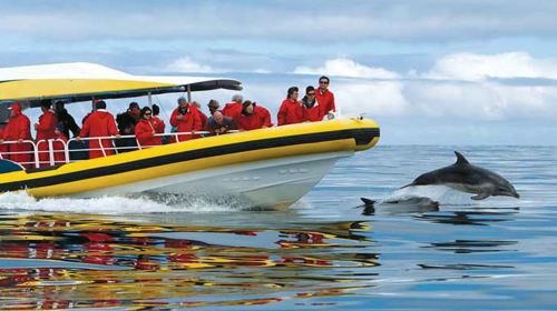 Hobart Bruny Island 1-day tour [3-hour speedboating | Optional meal included | English] Day Tours