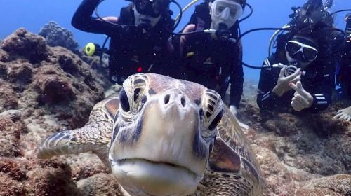 Pingtung Liuqiu Island Diving Experience diving diving 2 Hours [Limited Offer | Xiaoliuqiu Little Turtle]