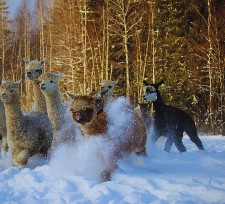 Helsinki: Alpaca Farm Tour with Guided Walk (private)