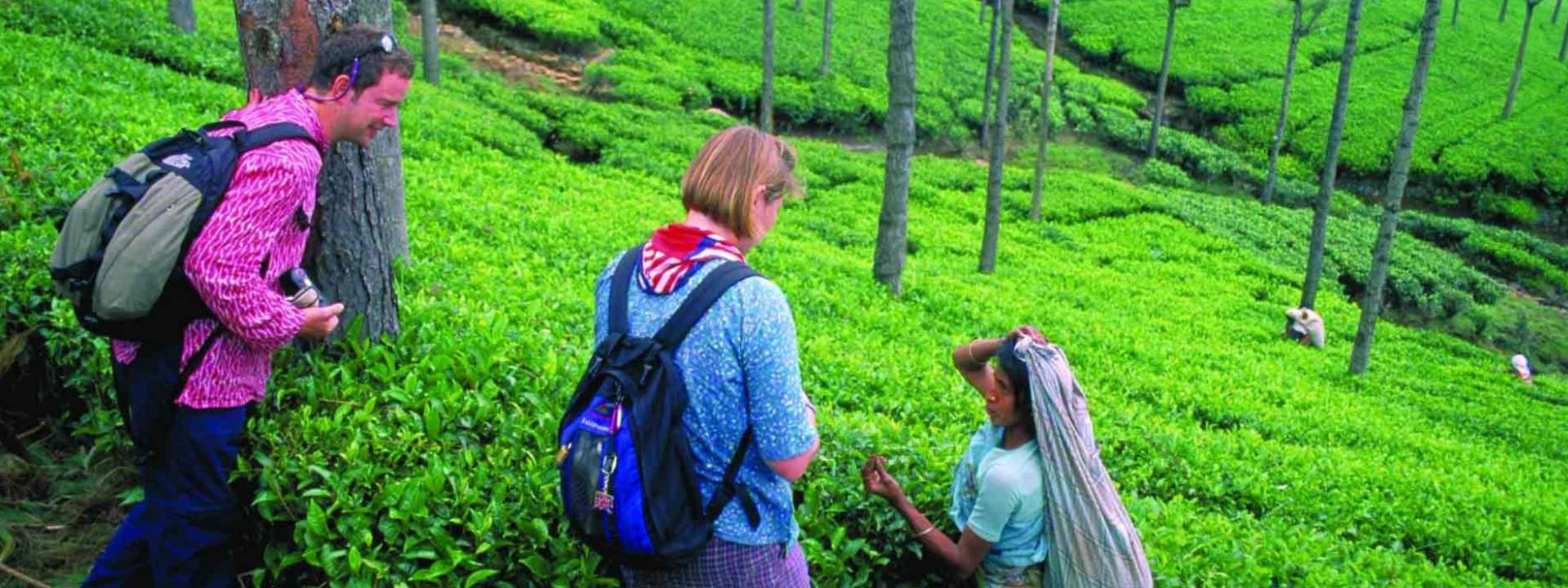 Nuwara Eliya Private Day Tour from Ella