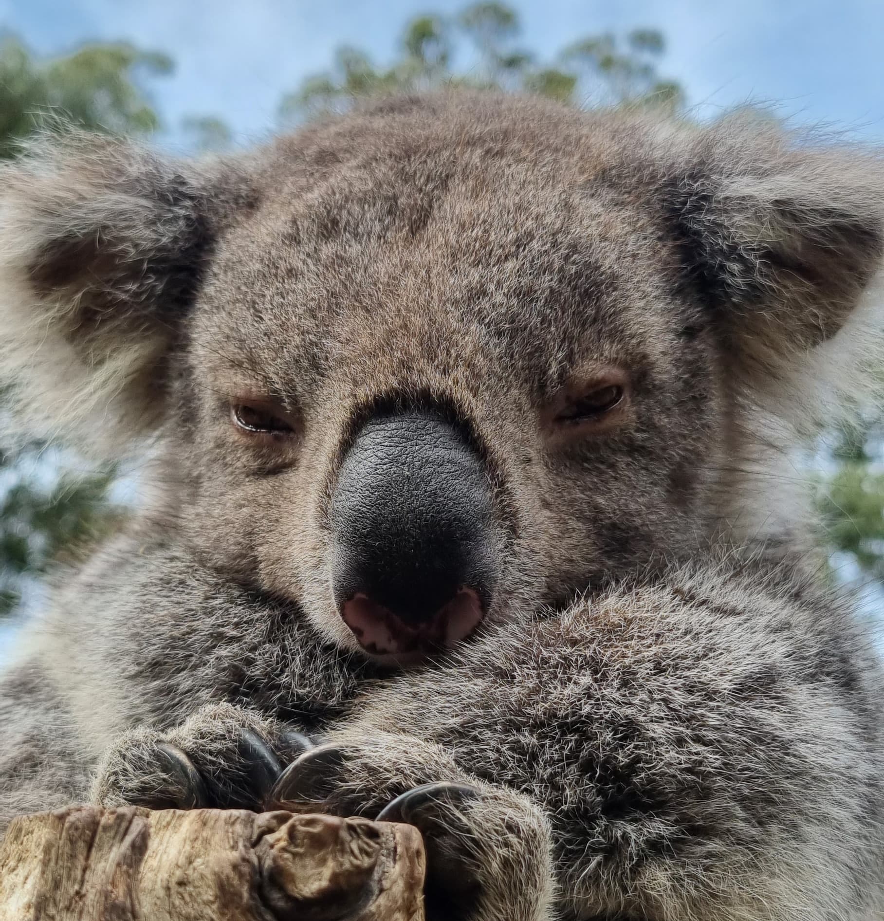 Ballarat Wildlife Park Tickets - HolidaySG