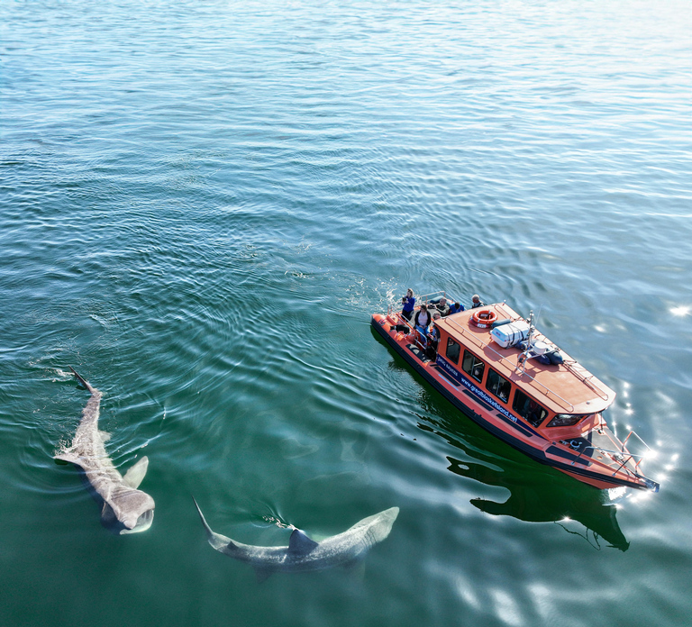 Great Blasket Island Wildlife Tour with Island Landing