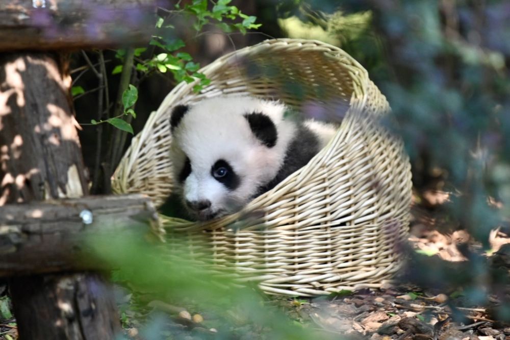 Chengdu Panda Park and Leshan Giant Buddha Daily Bus Tour with Tickets by CITS X ZANBUS - HolidaySG