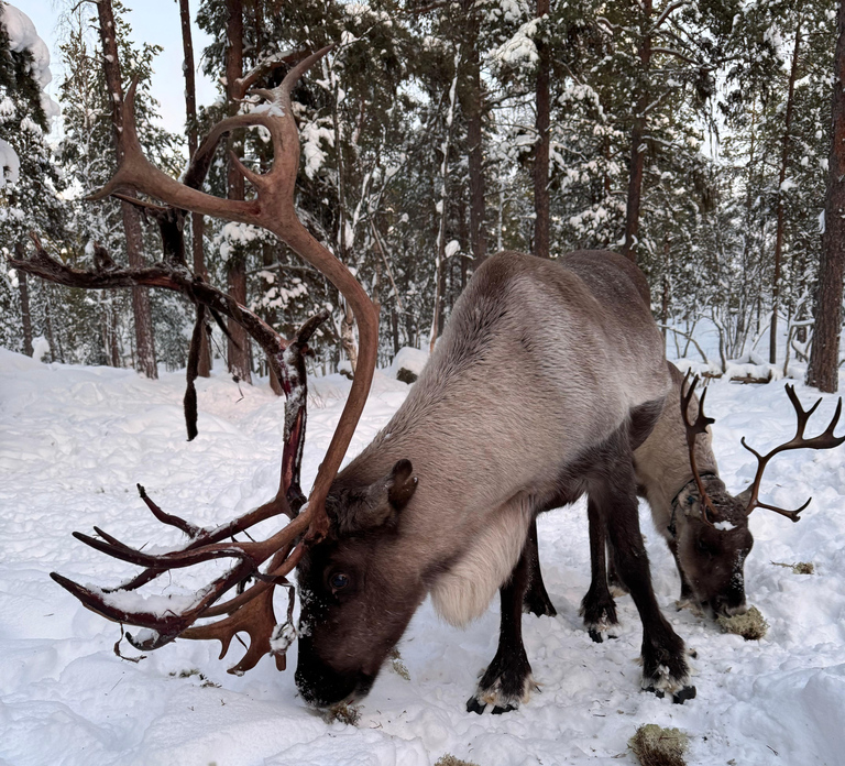 Reindeer feeding in Inari
