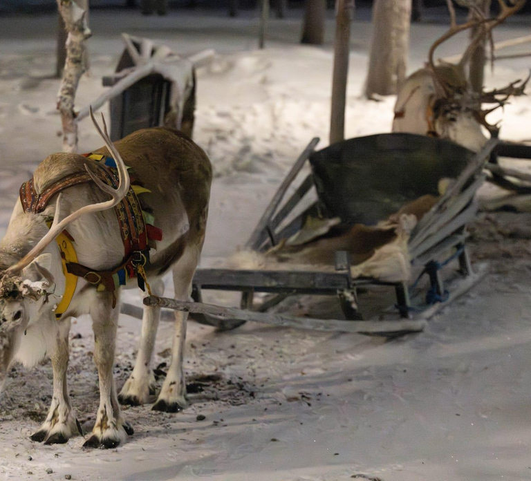 Saariselkä : Reindeer Sleigh Ride with Snacks & Hot Drink