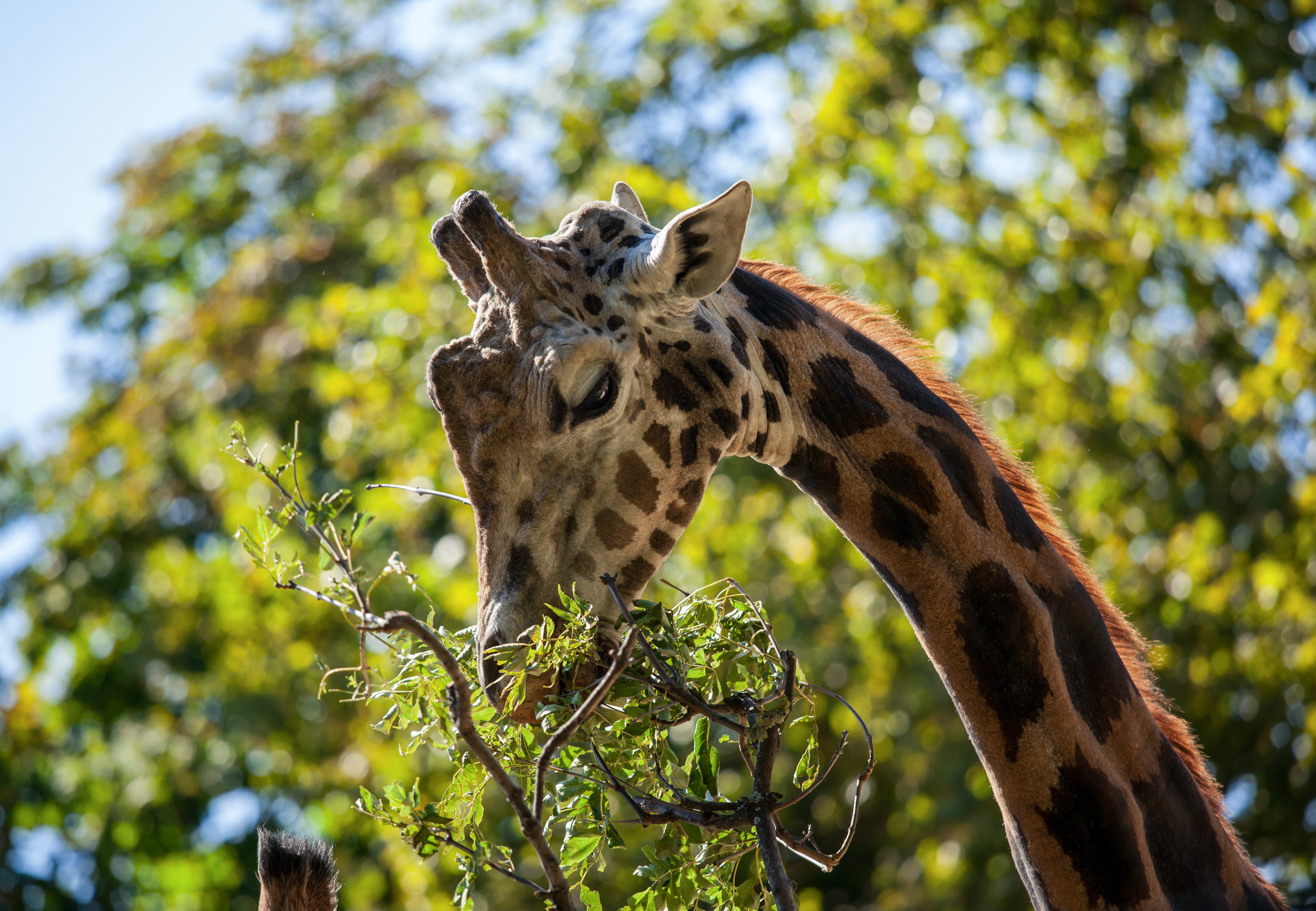 Schönbrunn Zoo: Skip The Line Admission Ticket