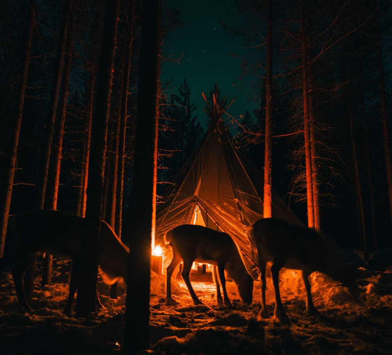 Northern Lights & Reindeer Experience