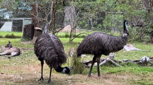 Potoroo Palace