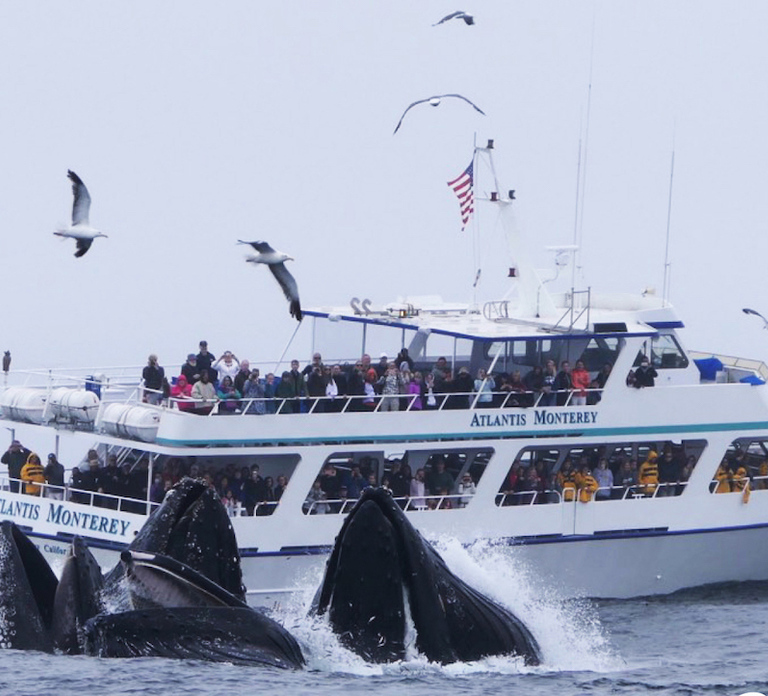 Monterey: Whale Watching Tour with A Marine Guide