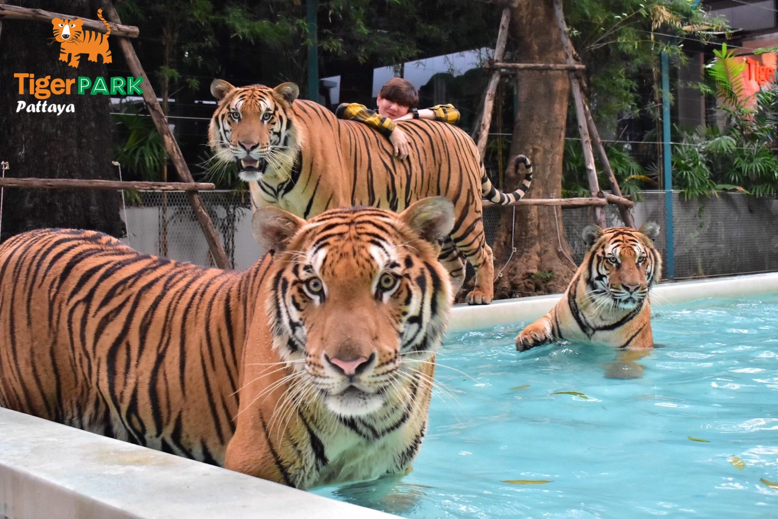 Tiger Park Pattaya