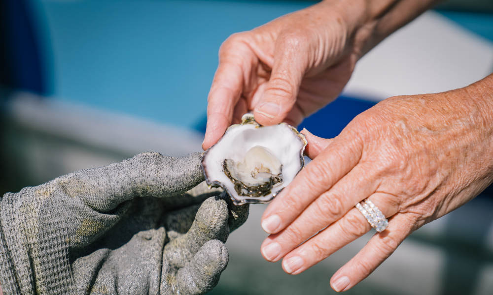 90 Minute Coffin Bay Short and Sweet Oyster Farm Tour - HolidaySG