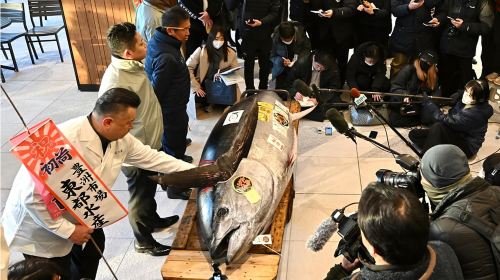 Tokyo: Toyosu Tuna Auction &Tsukiji Market Gourmet Adventure