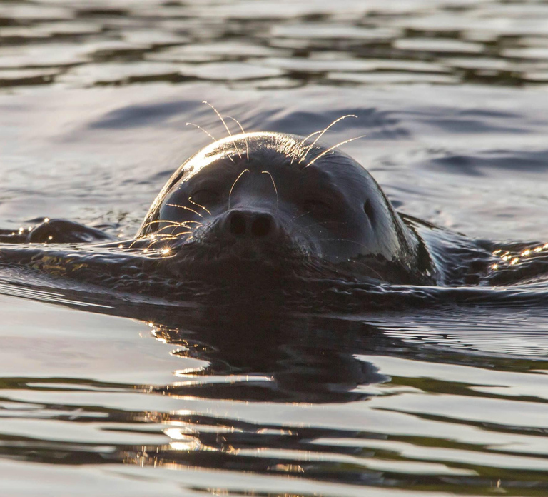 Puumala: Lake Saimaa Seal Watching Cruise