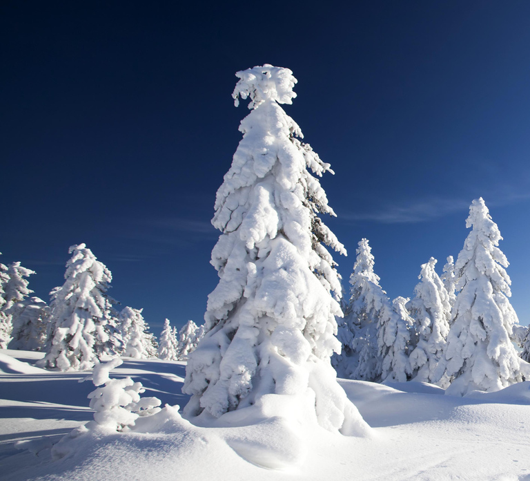 Rovaniemi: Snowmobile Safari Adventure