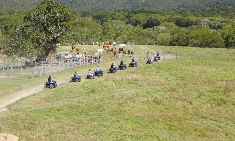 KUR-Cow ATV Tour with Petting Zoo Entry - HolidaySG