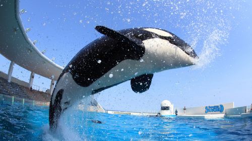 Kamogawa Seaworld