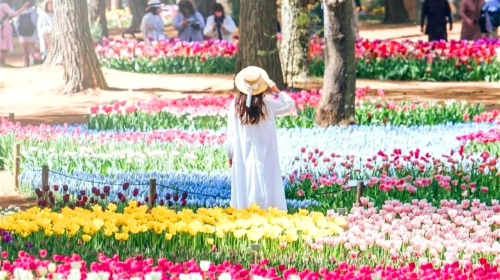 Ibaraki Ashikaga Flower Park Japan Light Show + Nakaminato Fish Market + Kamiiso no Torii 1-day tour
