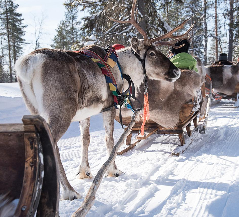 Kuusamo: Reindeer Sleigh Ride in Kujalan Porotila