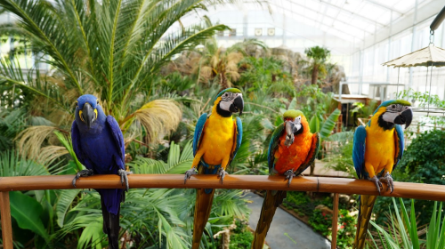 Gapyeong Begonia Bird Park