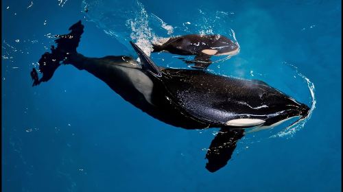 San Antonio: SeaWorld Skip-the-Line Park Admission Ticket Day Tours