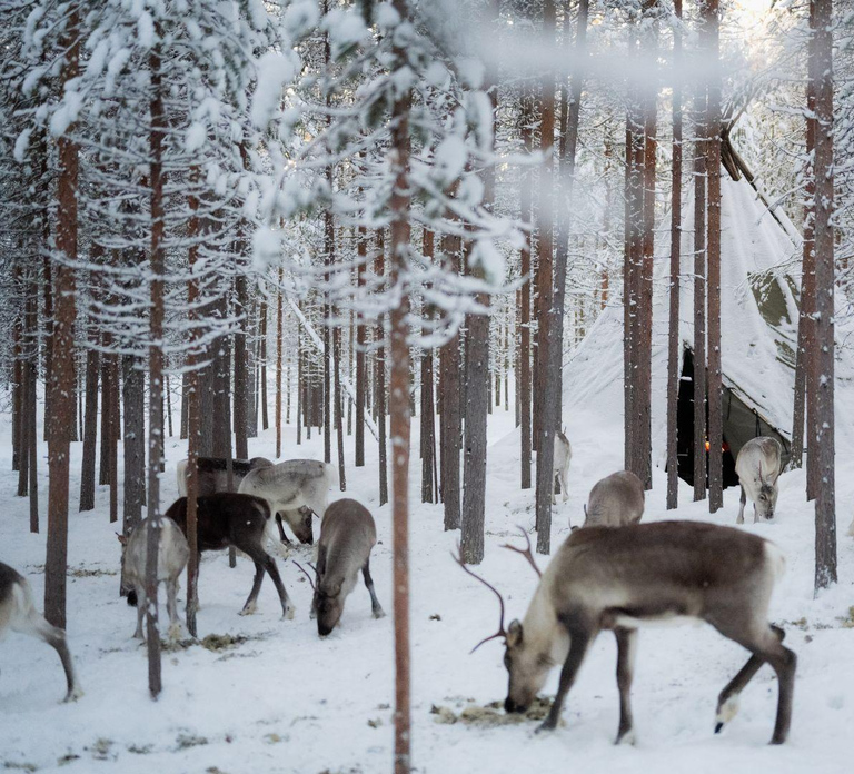 Ivalo: Reindeer Visit – Meet & Feed Reindeer