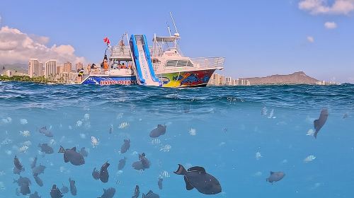 Deluxe Snorkel and Wildlife Cruise in Waikiki