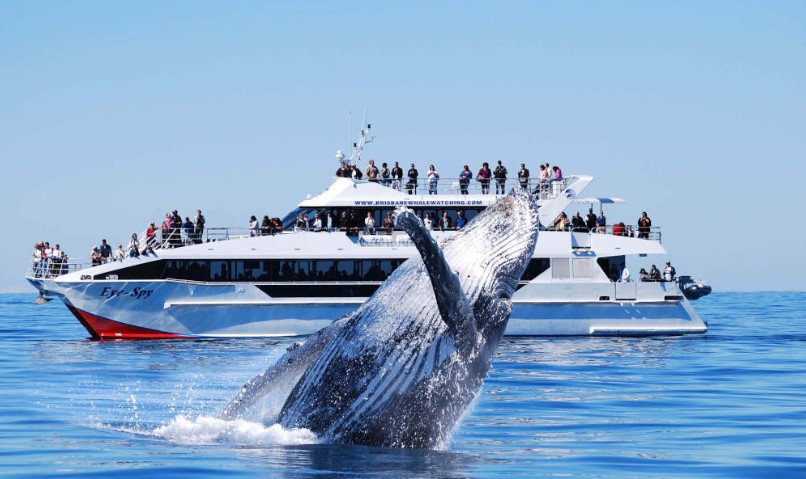 Brisbane Whale Watching Cruise - HolidaySG