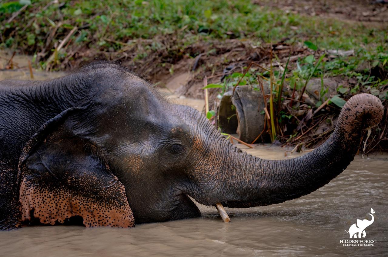 Hidden Forest Elephant Reserve with Lunch & Transfer - Morning Session (included roundtrip transfer in Phuket Island) - HolidaySG