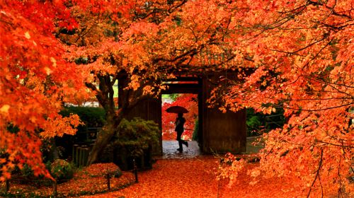 Kyushu Autumn Leaves Tour