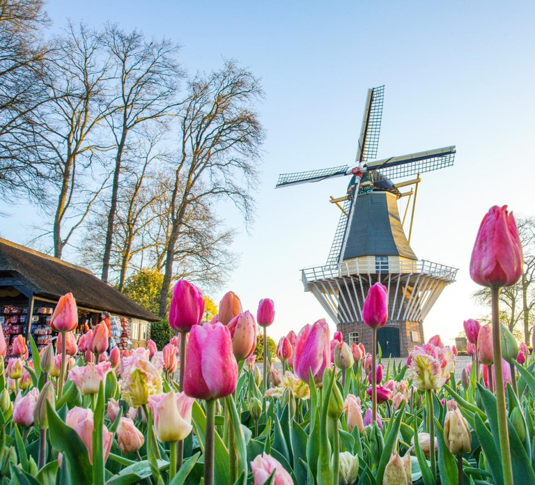 Amsterdam: Keukenhof and Zaanse Schans Live Guided Day Tour