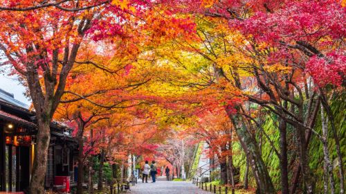 Kyoto Kifune Shrine + Sanzen-in Temple Day Trip [Small Group of 9 + Optional Guided Tour]