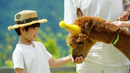 Alpaca World