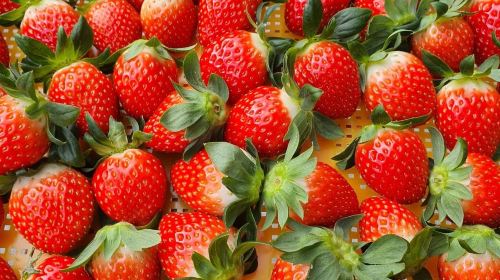 Strawberry Picking + Nami Island + Eobi Valley + Petite France Day Tours