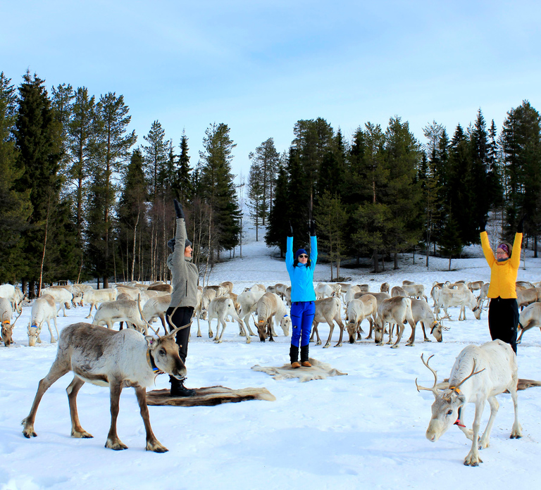 Reindeer yoga in Kuusamo