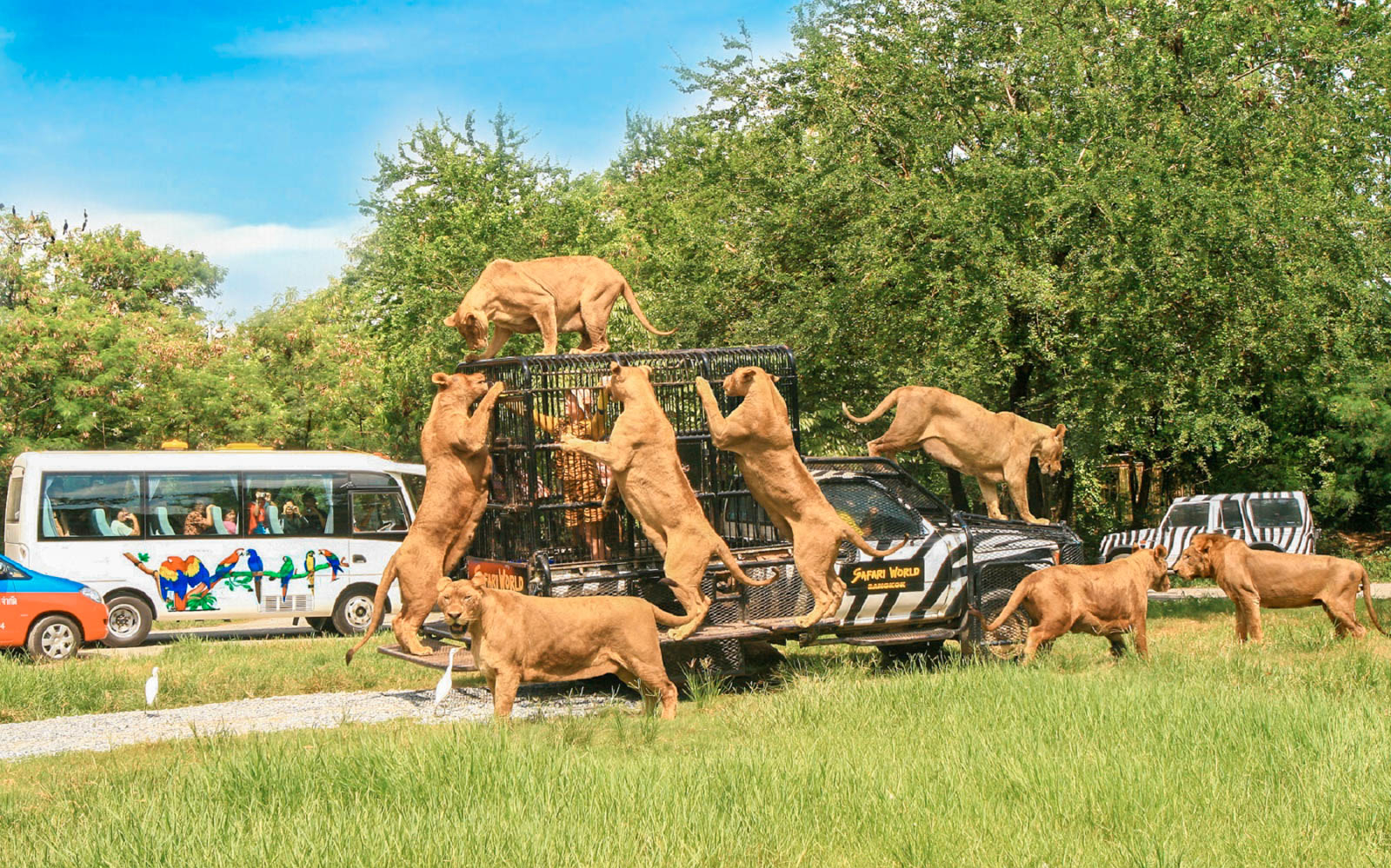 Safari World Bangkok Ticket